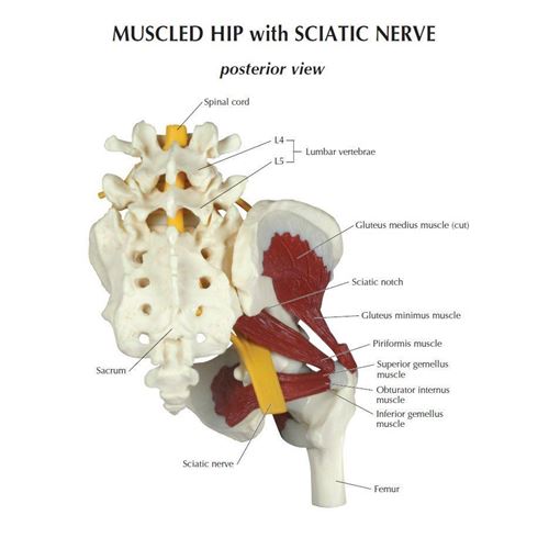 Picture of Muscled Hip with Sciatic Nerve