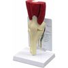 Picture of Muscled Knee Joint Model