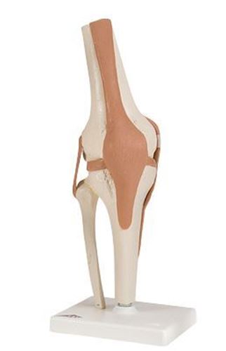 Picture of Anatomical Model - functional knee joint