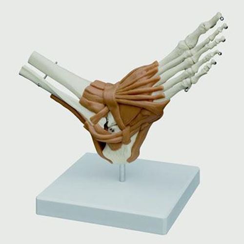 Picture of Anatomical Model - Foot Joint