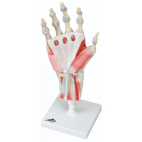 Pisces Healthcare Solutions. Anatomical Model - Hand Skeleton with