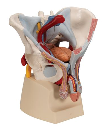 Picture of Male Pelvis Skeleton Model with Ligaments, Vessels, Nerves, Pelvic Floor Muscles & Organs
