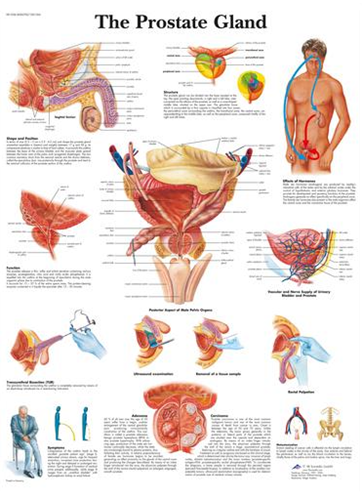 Picture of The Prostate Gland Chart