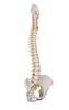 Picture of Anatomical Model - Flexible spine, Classic, with Male Pelvis