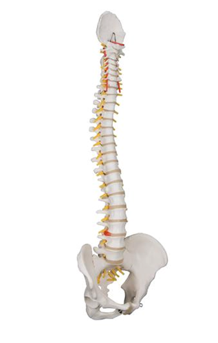 Picture of Anatomical Model - Flexible spine, Classic, with Male Pelvis