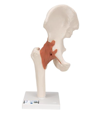 Picture of Anatomical Model - Functional hip joint