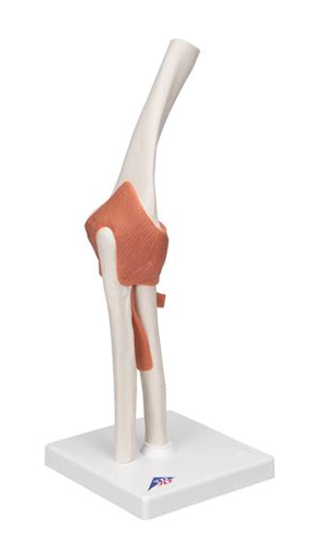 Picture of Anatomical Model - Elbow