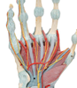 Picture of Anatomical Model - Hand Skeleton with Ligaments and Muscles