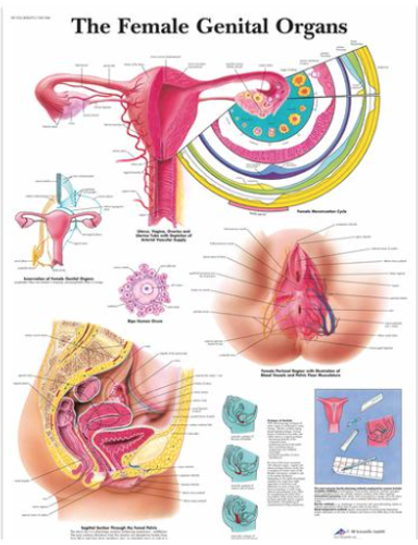 Picture of The Female Genital Organs Chart (English)