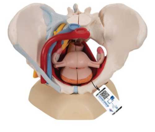 Picture of Human Female Pelvis Skeleton Model with Ligaments, Vessels, Nerves, Pelvic Floor Muscles & Organs, 6 part - 3B Smart Anatomy