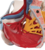 Picture of Human Female Pelvis Skeleton Model with Ligaments, Vessels, Nerves, Pelvic Floor Muscles & Organs, 6 part - 3B Smart Anatomy