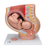 Picture of Pregnancy Pelvis Model