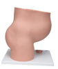 Picture of Pregnancy Pelvis Model