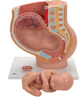 Picture of Pregnancy Pelvis Model