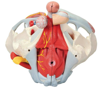 Picture of Anatomy Models
