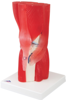 Picture of 3B Scientific Anatomical Model - knee joint with removable muscles, 12-part - Includes 3B Smart Anatomy
