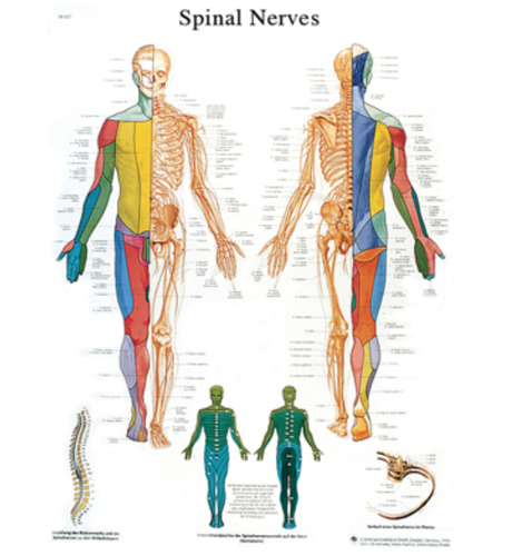 Picture of Anatomical Chart