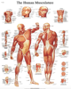 Picture of Anatomical Chart