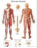 Picture of Anatomical Chart