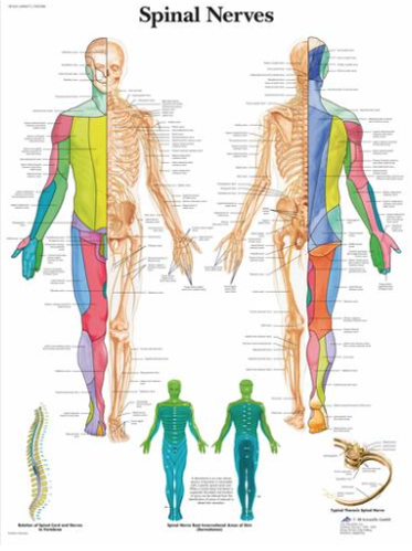 Picture of Anatomy Charts