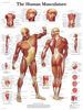 Picture of Anatomy Charts