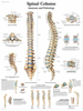 Picture of Anatomy Charts