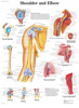 Picture of Anatomy Charts