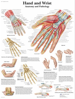 Picture of Anatomy Charts