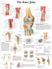 Picture of Anatomy Charts