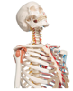 Picture of Anatomy Models