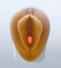 Picture of Pelvic Health Anatomical Model